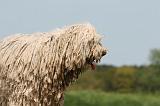 KOMONDOR 061